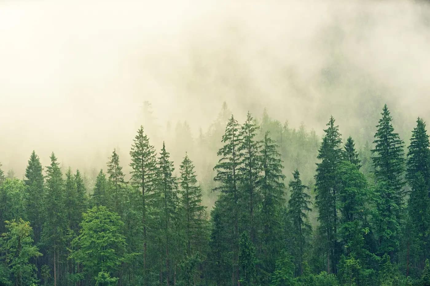 Floresta e matéria-prima de madeira em área natural